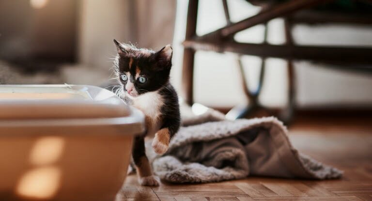 Litter Training Kittens & Cats: The Complete Guide